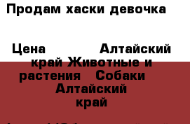 Продам хаски девочка.  › Цена ­ 5 000 - Алтайский край Животные и растения » Собаки   . Алтайский край